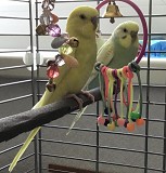 Пара волнистых попугаев