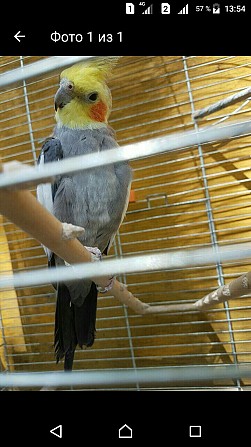 попугай корелла с клеткой Москва - изображение 1