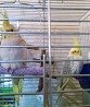 Птенчики попугая Корелла, домашние