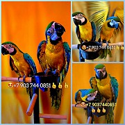 Сине желтый ара - ручные птенцы из питомника