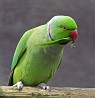 Ожереловый попугай Крамера (Psittacula krameri)