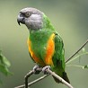 Сенегальский длиннокрылый попугай выкормыш