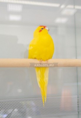 Попугай Какарик Желтый Санкт-Петербург - изображение 1