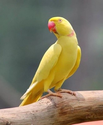 Попугай Ожереловый Желтый Санкт-Петербург - изображение 1