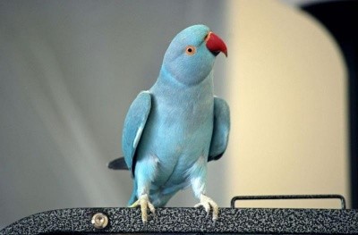 Попугай Ожереловый Голубой Санкт-Петербург - изображение 1