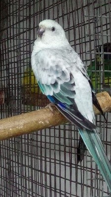 Попугай Певчий Голубой Санкт-Петербург - изображение 1