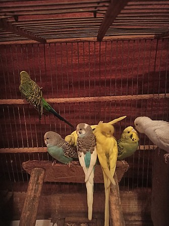 Ручные волнистые попугайчики Донецк - изображение 1