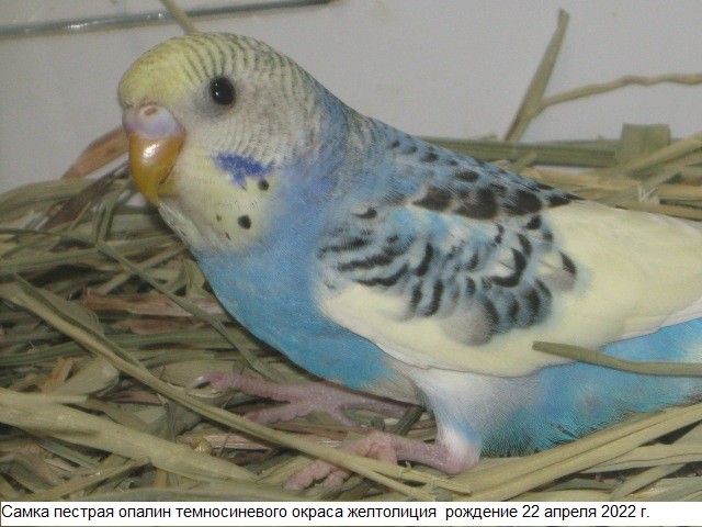 Волнистые попугаи молоденькие. Москва - изображение 1
